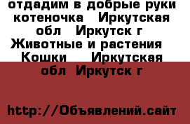 отдадим в добрые руки котеночка - Иркутская обл., Иркутск г. Животные и растения » Кошки   . Иркутская обл.,Иркутск г.